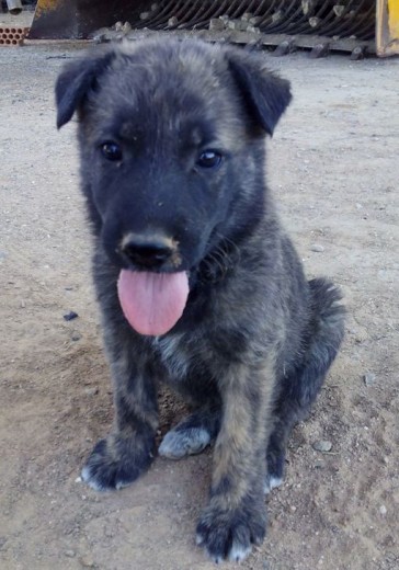 Se regala cachorro de raza grande. Mezcla de pastor alemán y mestizo. Los padres son excelentes guardianes y muy cariñosos. 
En La Roda (Albacete). Número de contacto: 662307949 o 680260339